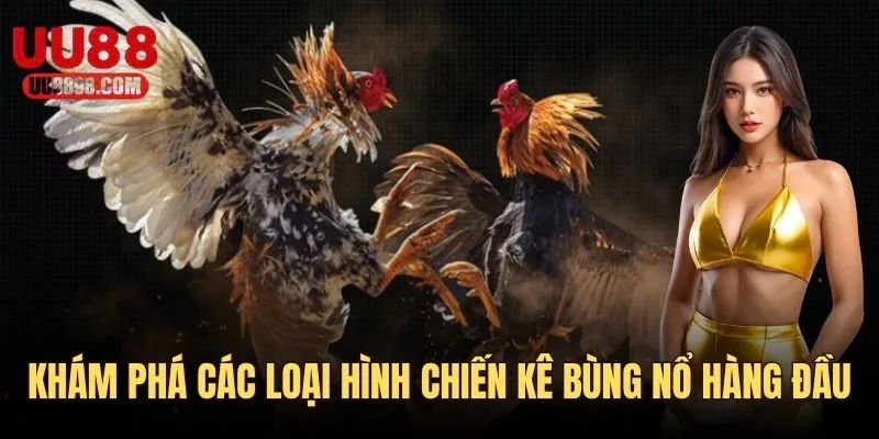 Khám phá các loại hình chọi kê bùng nổ hàng đầu